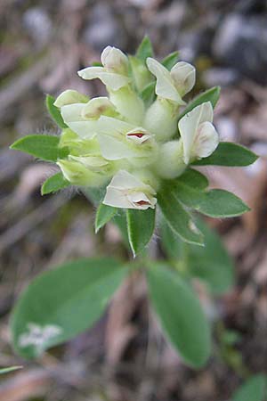 Anthyllis vulneraria subsp. bulgarica / Bulgarian Kidney Vetch, GR Aoos - Gorge 16.5.2008