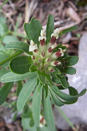 Anthyllis vulneraria subsp. bulgarica / Bulgarian Kidney Vetch, GR Aoos - Gorge 16.5.2008