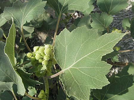 Xanthium italicum \ Italienische Spitzklette / Italian Cocklebur, GR Parga 24.8.2007