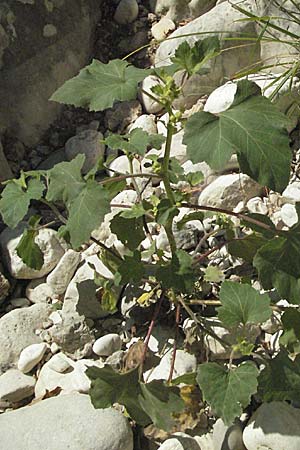 Xanthium italicum / Italian Cocklebur, GR Parga 24.8.2007