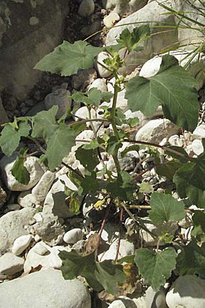 Xanthium italicum \ Italienische Spitzklette, GR Parga 24.8.2007