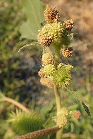 Xanthium italicum / Italian Cocklebur, GR Euboea (Evia), Neos Pirgos 25.8.2017