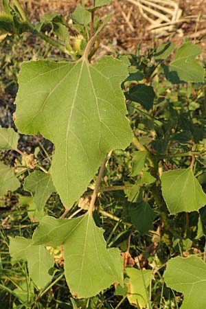 Xanthium italicum \ Italienische Spitzklette, GR Euboea (Evia), Neos Pirgos 25.8.2017