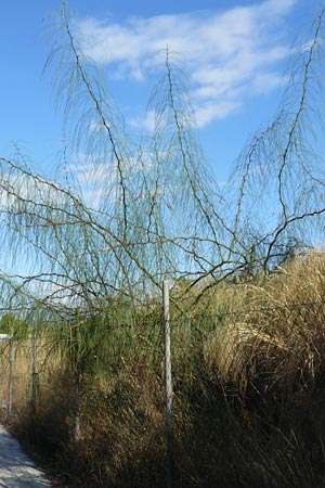 Parkinsonia aculeata \ Jerusalemdorn, GR Athen 4.9.2014