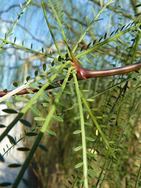 Parkinsonia aculeata \ Jerusalemdorn / Mexican Palo Verde, Jerusalem Thorn, GR Athen 4.9.2014