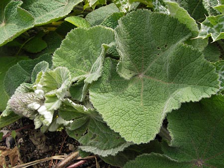 Salvia sclarea \ Muskateller-Salbei / Clary Sage, GR Peloponnes, Kalogria 27.3.2013