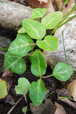 Hedera helix \ Efeu, GR Euboea (Evia), Dimosari - Schlucht 29.8.2014