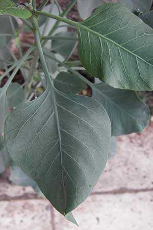 Nicotiana glauca \ Blaugrner Tabak, Baum-Tabak, GR Athen 6.9.2014