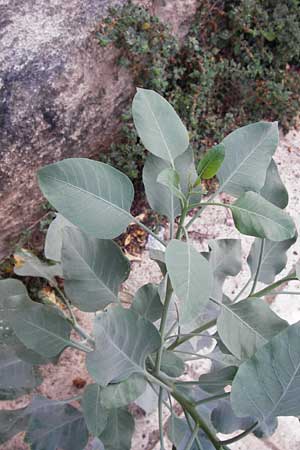 Nicotiana glauca \ Blaugrner Tabak, Baum-Tabak, GR Athen 6.9.2014