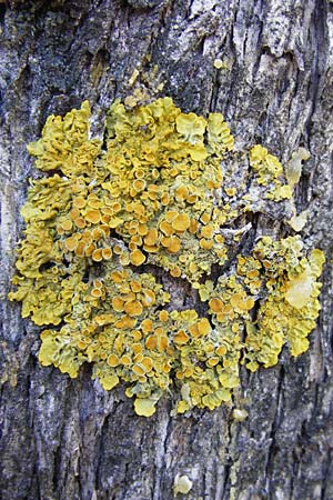 Xanthoria parietina ? \ Gewhnliche Gelb-Flechte / Yellow Lichen, GR Hymettos 26.8.2014