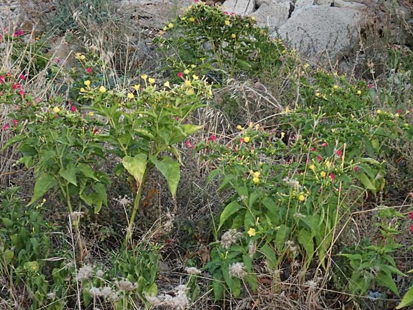 Mirabilis jalapa \ Wunderblume, GR Euboea (Evia), Agiocambos 24.8.2017