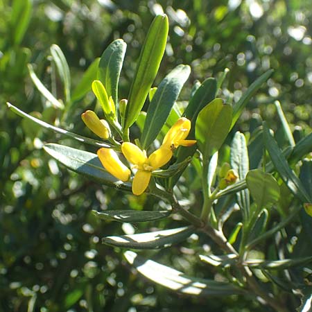 Cneorum tricoccon \ Dreibeeriger Zeiland, Zwerg-lbaum / Spurge Olive, GR Athen, Mount Egaleo 10.4.2019