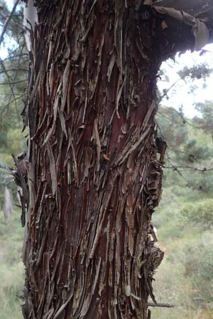 Cupressus sempervirens var. horizontalis \ Mittelmeer-Zypresse, GR Athen, Mount Egaleo 10.4.2019