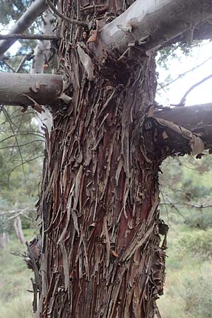 Cupressus sempervirens var. horizontalis \ Mittelmeer-Zypresse / Mediterranean Cypress, GR Athen, Mount Egaleo 10.4.2019