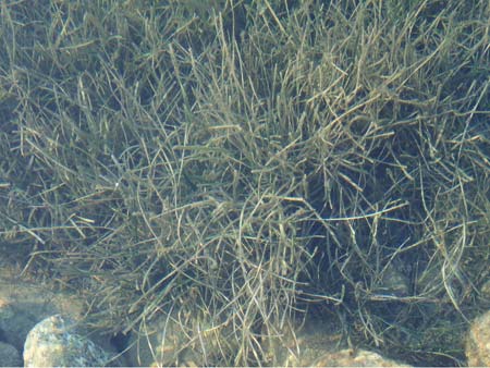 Zostera marina \ Gewhnliches Seegras / Eelgrass, GR Euboea (Evia), Neos Pirgos 25.8.2017