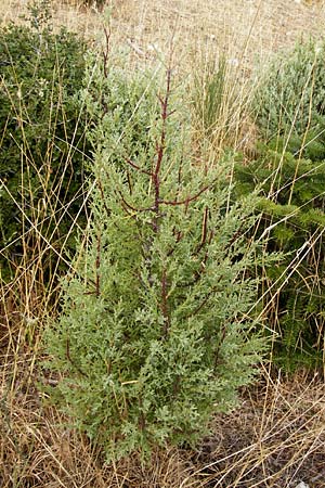 Cupressus sempervirens var. pyramidalis \ Sulen-Zypresse, Italienische Zypresse / Italian Cypress, GR Parnitha 1.9.2014