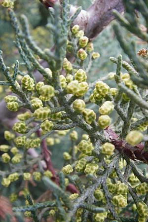 Cupressus sempervirens var. pyramidalis \ Sulen-Zypresse, Italienische Zypresse, GR Parnitha 1.9.2014