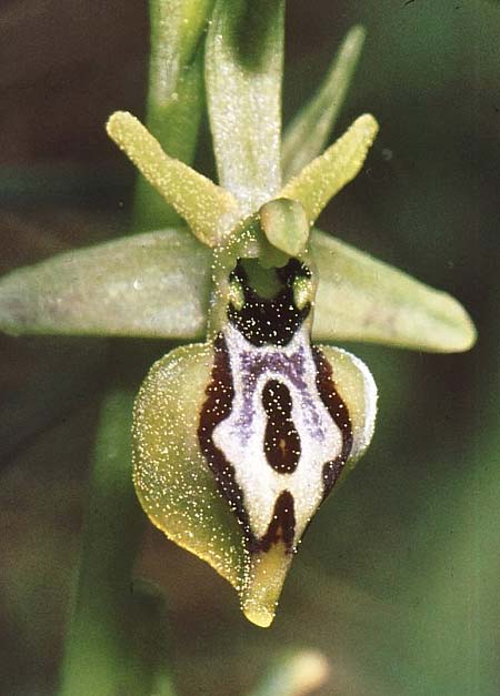 Ophrys aesculapii \ Äskulap-Ragwurz / Asklepios' Bee Orchid, GR  Tripolis 8.3.2000 (Photo: Jan & Liesbeth Essink)