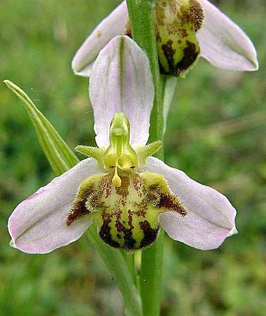 Ophrys apifera var. pindica \ Pindus-Bienen-Ragwurz, GR  Grevena 20.6.2005 (Photo: Zissis Antonopoulos)