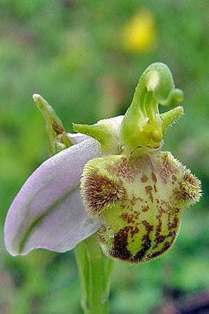 Ophrys apifera var. pindica \ Pindus-Bienen-Ragwurz, GR  Grevena 20.6.2005 (Photo: Zissis Antonopoulos)