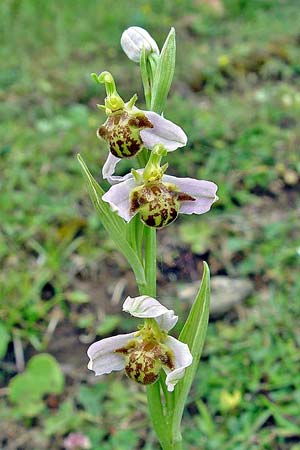 Ophrys apifera var. pindica \ Pindus-Bienen-Ragwurz, GR  Grevena 20.6.2005 (Photo: Zissis Antonopoulos)