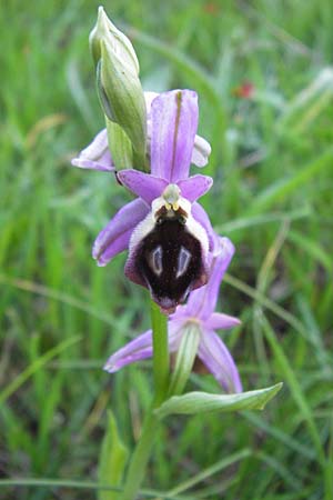 Ophrys argolica \ Argolis-Ragwurz, GR  Peloponnes, Militsa 29.3.2013 