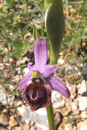 Ophrys argolica \ Argolis-Ragwurz, GR  Peloponnes, Gramousa 1.4.2013 