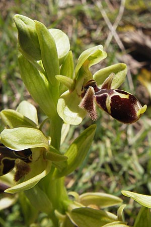 Ophrys attica \ Attische Ragwurz / Attican Bee Orchid, GR  Peloponnes, Gramousa 1.4.2013 