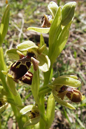 Ophrys attica \ Attische Ragwurz, GR  Peloponnes, Gramousa 1.4.2013 