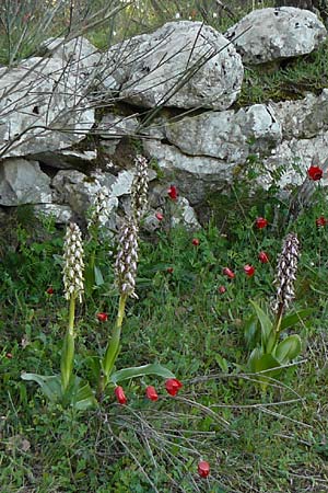 Barlia robertiana \ Roberts  / Giant Orchid (angefressen? / eaten by animal?), GR  Peloponnes, Manthirea 1.4.2013 