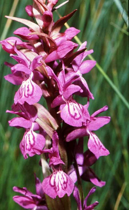 Dactylorhiza baumanniana \ Baumanns Fingerwurz, Baumanns Knabenkraut / Baumann's Orchid, GR  Fourka 5.6.1989 (Photo: Jan & Liesbeth Essink)