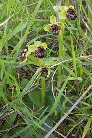 Ophrys bombyliflora / Bumble Bee Orchid, GR  Peloponnes, Militsa 29.3.2013 