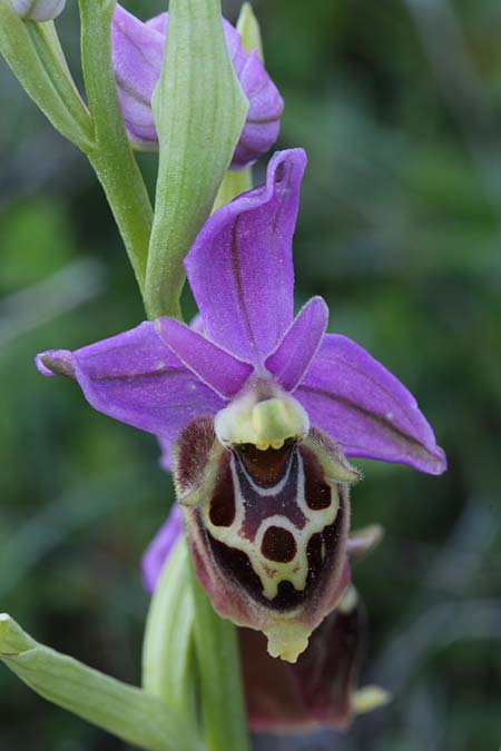 Ophrys calypsus \ Kalypso-Ragwurz, GR  Kythira, Avlemonas 17.3.2014 (Photo: Jan & Liesbeth Essink)