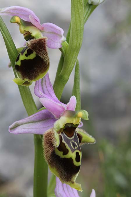Ophrys calypsus \ Kalypso-Ragwurz, GR  Kythira, Mermigaris 3.4.2014 (Photo: Jan & Liesbeth Essink)
