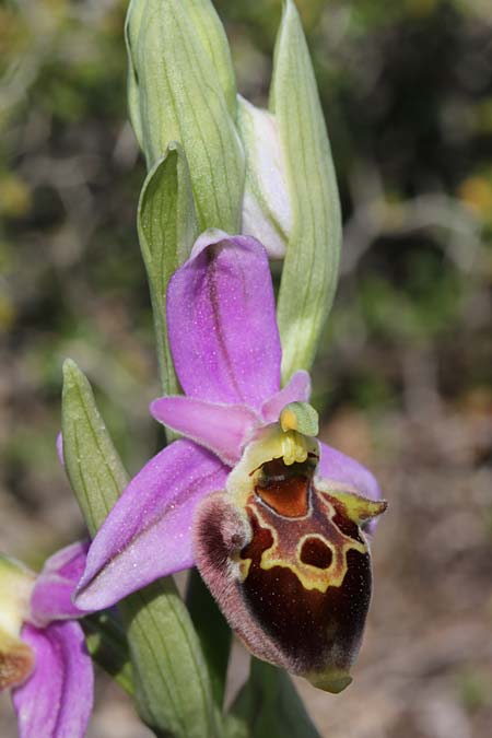 Ophrys calypsus \ Kalypso-Ragwurz / Calypso Bee Orchid, GR  Kythira, Airport 22.3.2014 (Photo: Jan & Liesbeth Essink)