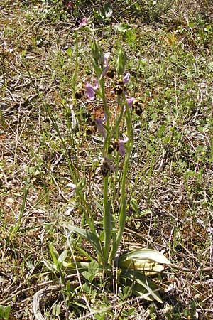 Ophrys schlechteriana \ Schlechters Ragwurz / Schlechter's Orchid, GR  Peloponnes, Gramousa 1.4.2013 