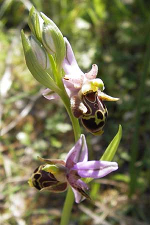 Ophrys schlechteriana \ Schlechters Ragwurz / Schlechter's Orchid, GR  Peloponnes, Gramousa 1.4.2013 