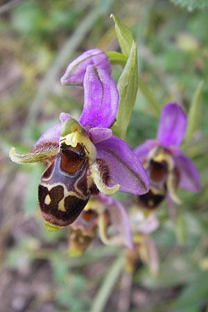 Ophrys schlechteriana \ Schlechters Ragwurz, GR  Hymettos 2.4.2013 