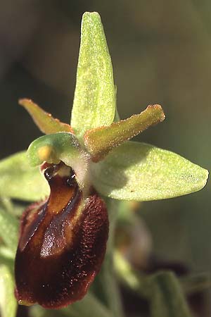 Ophrys exaltata subsp. cephalonica \ Kefalonia-Ragwurz / Cephalonia Orchid, GR  Lefkas 18.4.2003 (Photo: Helmut Presser)