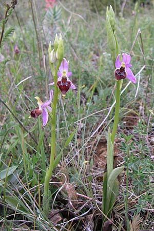 Ophrys delphinensis \ Delphi-Ragwurz / Delphi Orchid, GR  Peloponnes, Zarouchla Tal / Valley 19.5.2008 