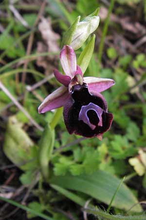 Ophrys ferrum-equinum \ Hufeisen-Ragwurz, GR  Peloponnes, Militsa 29.3.2013 