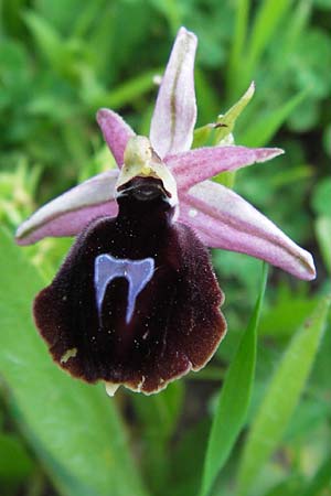 Ophrys ferrum-equinum / Horseshoe Orchid, GR  Peloponnes, Militsa 29.3.2013 