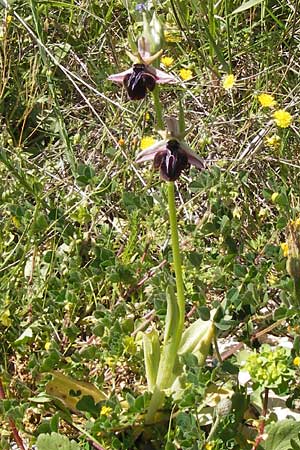 Ophrys spruneri / Spruner's Orchid, GR  Peloponnes, Gramousa 1.4.2013 
