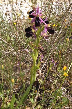 Ophrys ferrum-equinum / Horseshoe Orchid, GR  Hymettos 2.4.2013 