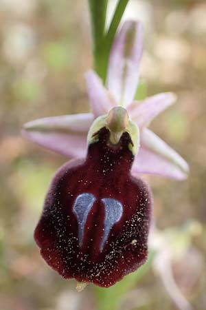 Ophrys ferrum-equinum \ Hufeisen-Ragwurz, GR  Athen, Mount Egaleo 10.4.2019 