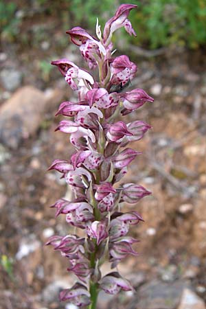 Anacamptis coriophora subsp. fragrans / Fragrant Orchid, GR  Hymettos 21.5.2008 