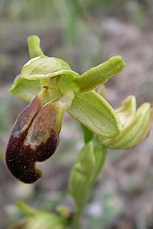 Ophrys calocaerina \ Rotbraune Ragwurz / Summer Bee Orchid, GR  Peloponnes, Zarouchla Tal / Valley 19.5.2008 