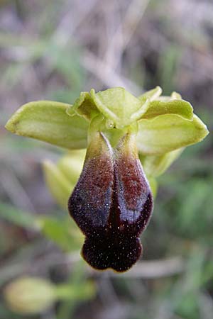 Ophrys calocaerina \ Rotbraune Ragwurz / Summer Bee Orchid, GR  Peloponnes, Zarouchla Tal / Valley 19.5.2008 