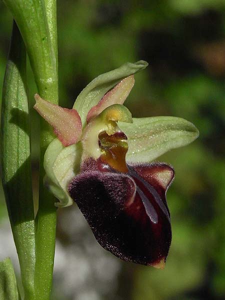 Ophrys grammica / Grammos Orchid, GR  Parnon 10.4.2009 (Photo: Helmut Presser)