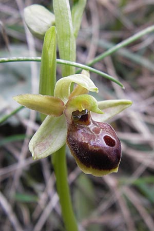 Ophrys hebes \ Hebes-Ragwurz / Hebes Bee Orchid, GR  Peloponnes, Kosmas 31.3.2013 